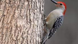 Good Natured in St. Charles: Woodpecker brain adapted to be resilient