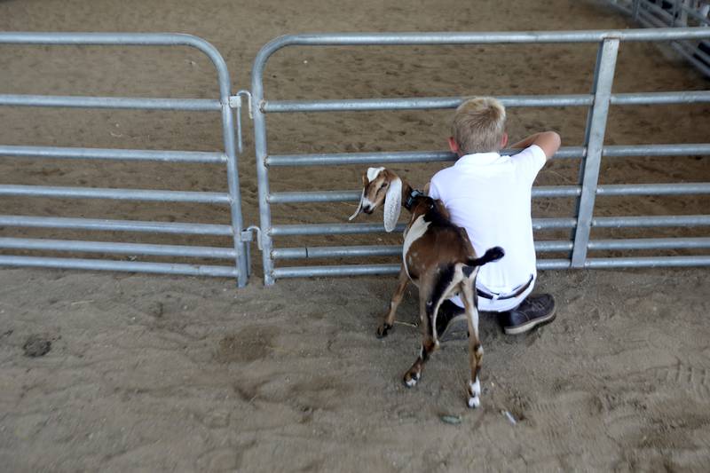 Kyler Kitson, with his goat Willow, wait for the 4-H Goat Showmanship Competition to start during the opening day of the McHenry County Fair on Tuesday, July 29, 2025. The fair runs through Sunday at the fairgrounds in Woodstock.