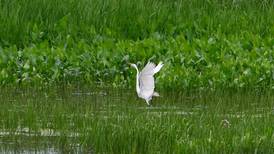 Upper Mississippi River Refuge lists areas closed to hunting