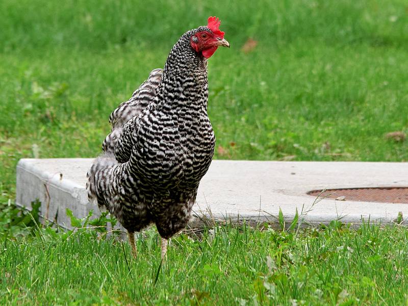 Chicken ordinance for Lee County to go before Planning Commission on April 1