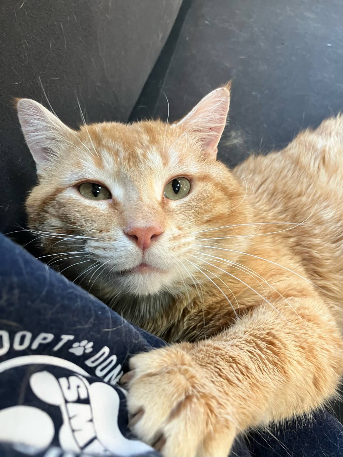 Orange Soda is a 4-year-old, 14-pound orange tabby that was found as a stray. He is friendly, cuddly, curious and outgoing. He immediately greets visitors to his kitty tower, hoping for pets and attention.  Orange Soda is FIV- positive – so he must be the only cat in a home, live with other FIV positive cats or possibly live with other non-aggressive cats. He does well with other cats in his FIV playgroup. To meet Orange Soda, email Catadoptions@nawsus.org. Visit nawsus.org.