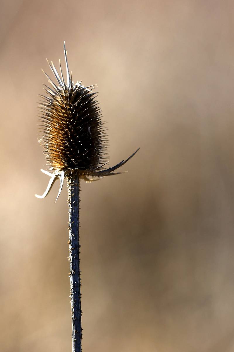 A dried thistle at the McHenry County Conservation District's Elizabeth Lake Nature Preserve Varga Archeological Site on Wednesday, March 6, 2024, The wetland area near Richmond along the Wisconsin Board is  composed of every stage of wetland. The area also a habitat for  29 species of native fish, 200 species of plant life, 55 species of birds, 15-20 butterfly species, and 20 state threatened and endangered species