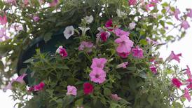 Petunia Festival button tradition passes to Lee County Historical Society