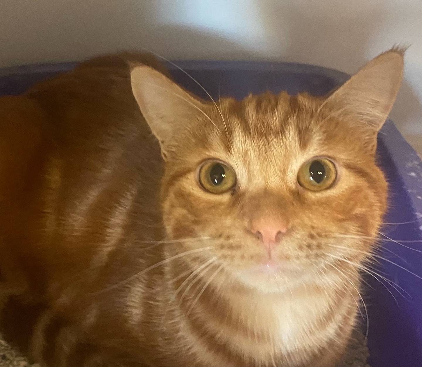 Blaze is a 7-month-old domestic shorthair. He is loving, friendly, and affectionate. Blaze appreciates his alone time and is fond of relaxing in his bed. For more information about Blaze, including adoption fees please visit justanimals.org or call 815-448-2510.