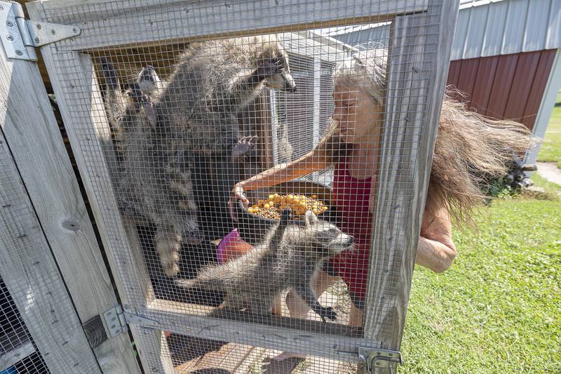 Young raccoons cling to the door of their enclosure as Jane Hochstatter enters to feed them Thursday, June 26, 2025.
