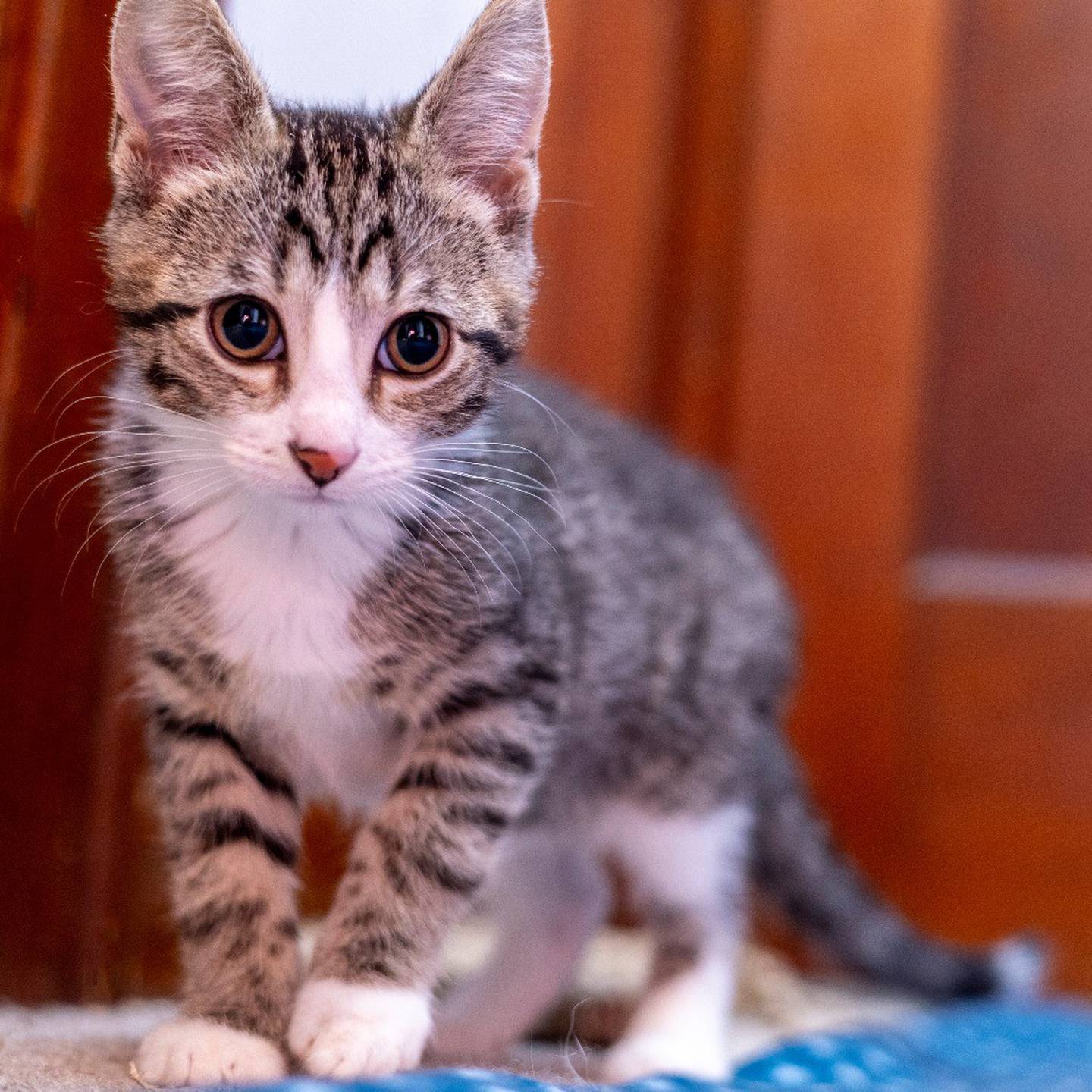 Yakko loves to explore and learn. Brought up in a multi species household, Yakko is friends with dogs, cats and even a bunny. Yakko needs loving furever home. and if his brother can come along - even better! To meet Yakko and Wakko, visit thekittysquad.com/adoptables.