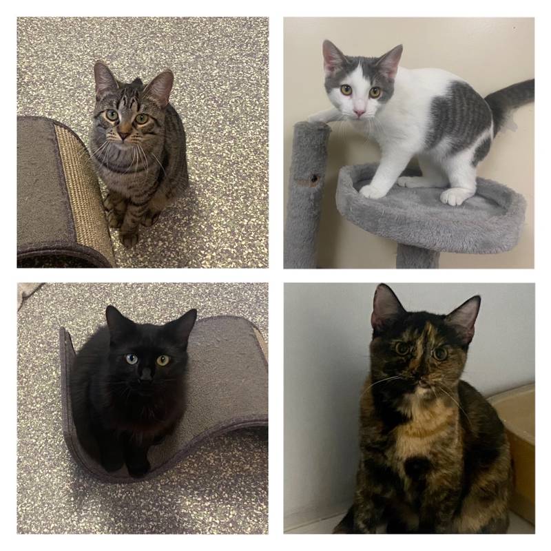 Morris HeraldNews Pets of the Week Oct. 24, 2022 Shaw Local