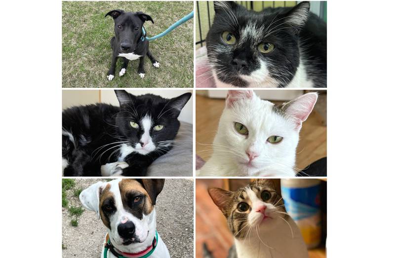 The Herald-News presents this week’s Pets of the Week. Read the description of each pet to find out about it, including where it can be adopted in Will County.