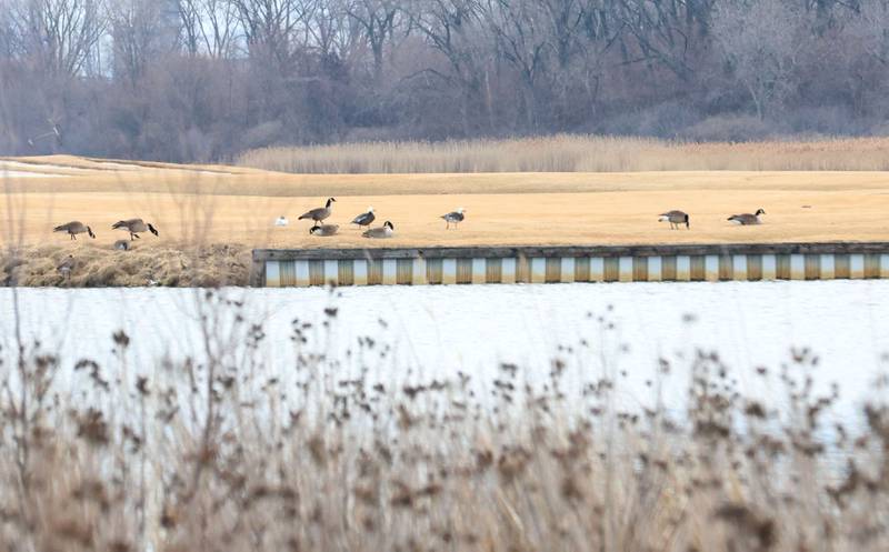 Canada geese graze near The Wolf Lake Memorial Park on Saturday, Feb. 21, 2026 in Hammond Ind. The area is a potential site of the new Chicago Bears stadium