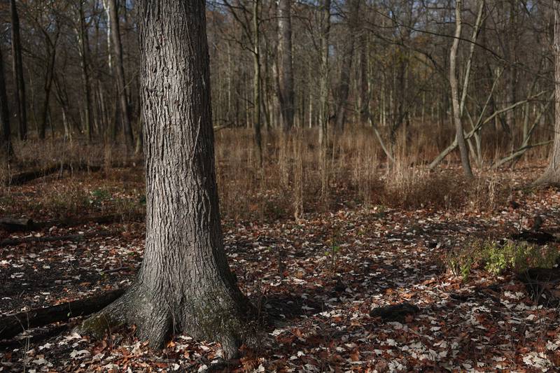 An Oak tree gets ample sunlight, which is needed to reproduce, in a section of the forest preserve that was cleared last year at a nature preservation event to restore light to the woodland floor in Pilcher Park in Joliet.