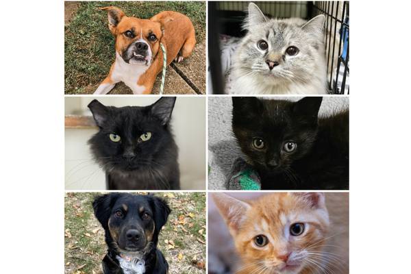 Will County Pets of the Week: Nov. 10, 2025