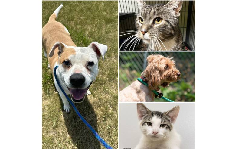 The Herald-News presents this week’s Pets of the Week. Read the description of each pet to find out about that pet, including where it can be adopted.