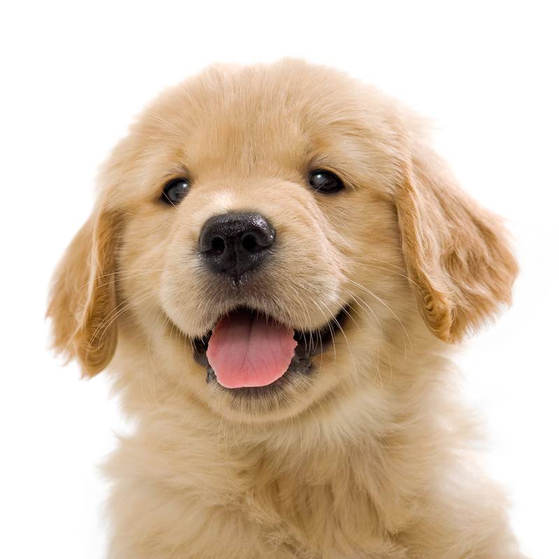 Cedar Lane Kennels - Preparing Furry Friends For Their First Boarding Experience