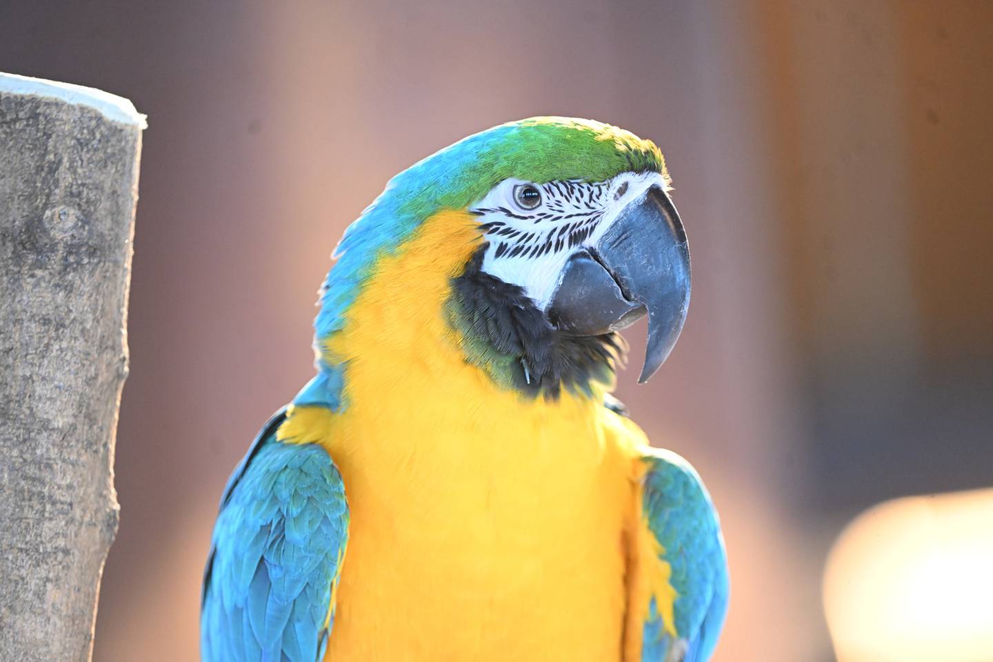 Check out the new Macaw habitat at Brookfield Zoo Chicago this spring.