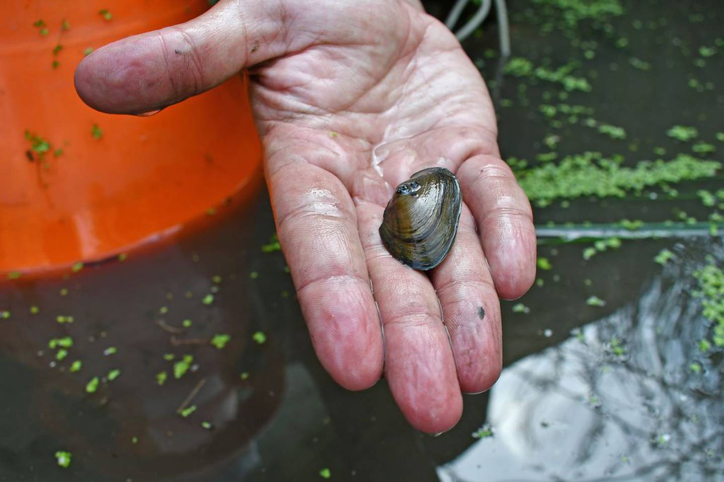 A regional project is working to reintroduce ellipse mussels to DuPage County waterways. Historically in DuPage County there were 18 known species of freshwater mussels, while only nine are now believed to exist in the county.