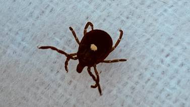 Lone Star ticks detected in northern Illinois as aggressive species spreads north