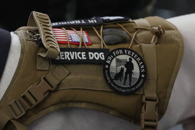 Omega, an American Bulldog, wears its service dog vest. K9s for Veterans hosted a ribbon-cutting ceremony for the opening of its new training campus on Wednesday, Feb. 15, 2023, in Joliet.