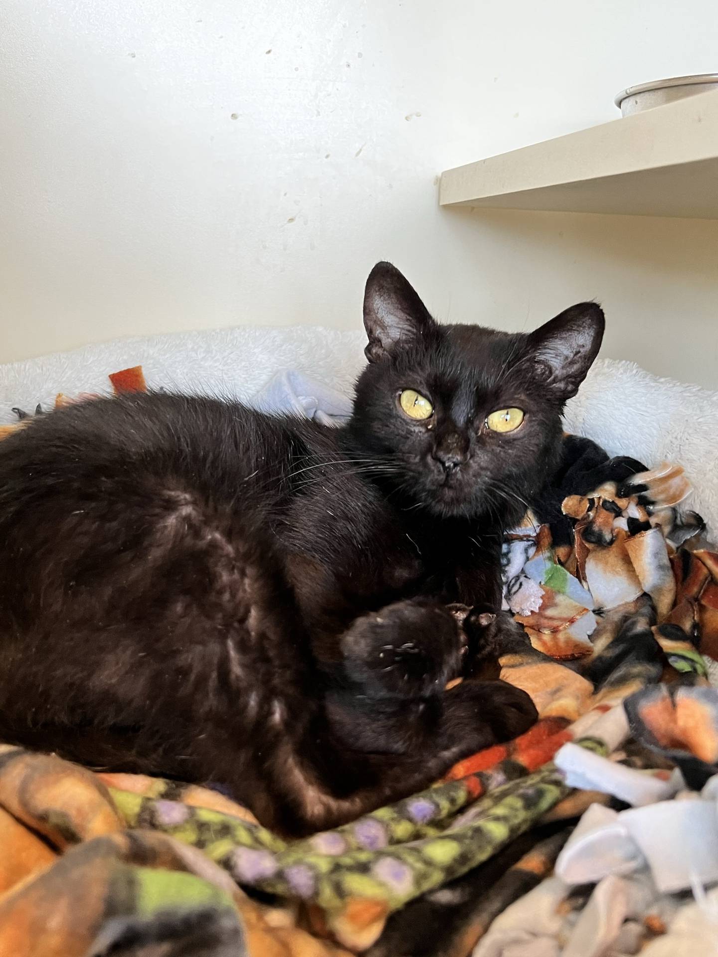 Cutie Pie is a 5-year-old black domestic shorthair that was rescued from euthanasia in a high kill shelter in southern Illinois. She is friendly, interactive, outgoing and very lovable. She is talkative and petite. She loves pets and attention and will eagerly greet visitors looking for some love. She will be a wonderful and affectionate companion cat. To meet Cutie Pie, email Catadoptions@NAWSus.org. Visit nawsus.org.