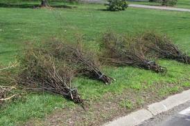 Montgomery to hold bulk brush collection starting Monday