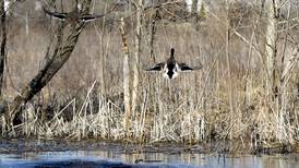 Summer-long outdoor scavenger hunt hosted by McHenry County Conservation District
