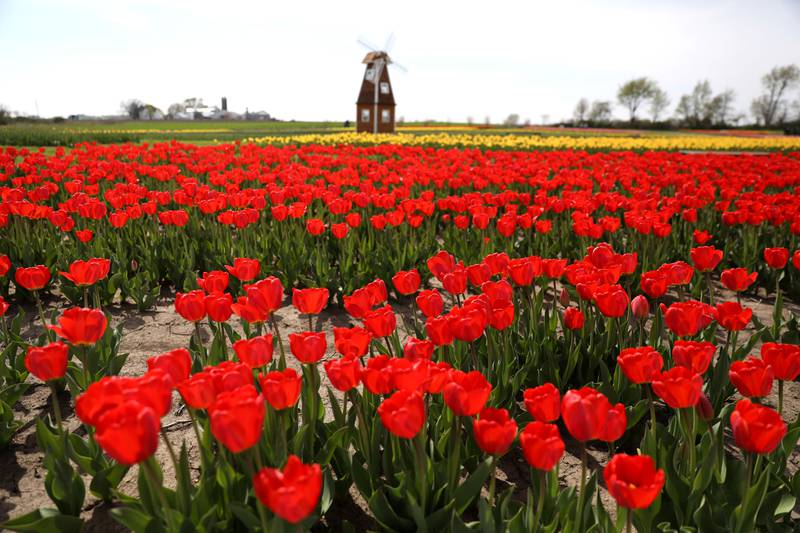 Thousands of tulips ar in bloom at the Midwest Tulip Festival at Kuipers Family Farm in Maple Park on Friday, April 28, 2023.