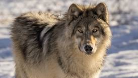 Meet a gray wolf up close at free Will County forest district program 