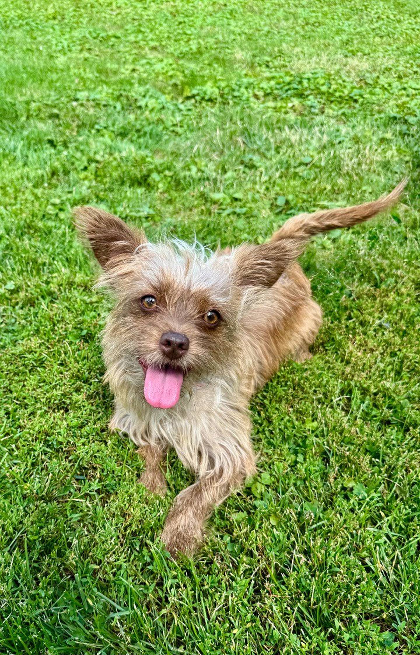 Mellie is a terrier/Yorkie mix who needs a calm home without children or other dogs. She can be dog-reactive on leash, which makes walks more difficult. A yard would be beneficial, since Mellie loves to run around outside and play with toys. Mellie is often nervous with new people, so she requires a slow introduction. Email the Will County Humane Society at willcountyhumane.com and follow the instructions for the adoption process.