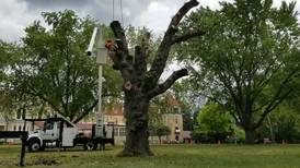Tree at Dole Mansion in Crystal Lake removed Monday