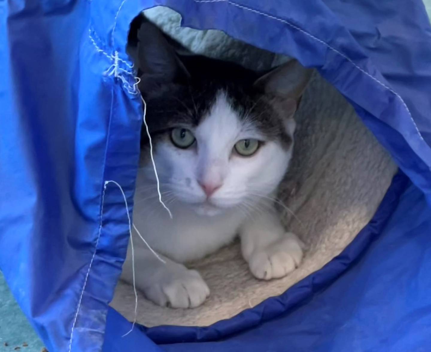 Four-year-old Nomad was found as a stray. He is outgoing, curious and friendly. He loves pets and likes to explore. He is FIV-positive and must be the only cat in a home, live with other FIV-positive cats or possibly live with other non-aggressive cats. Nomad is good with other cats in his playgroup. To meet Nomad, email Catadoptions@nawsus.org. Visit nawsus.org.