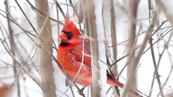 Photos: Daily Chronicle Photos of the Week for March 16-20, 2026