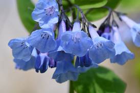 Unwind on an evening wildflowers hike at O’Hara Woods in Romeoville