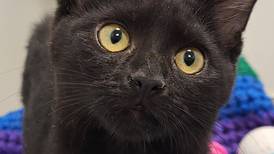 Kitten seeks family to play, cuddle with