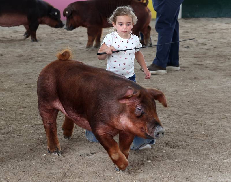 Maggie Rohrer, 4, from Leland, directs her Duroc gilt around the pig arena during judging Wednesday, Sept. 3, 2025, on opening day of the Sandwich Fair.