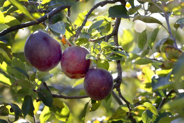 Donnie Appleseed Orchard closes early after tough season