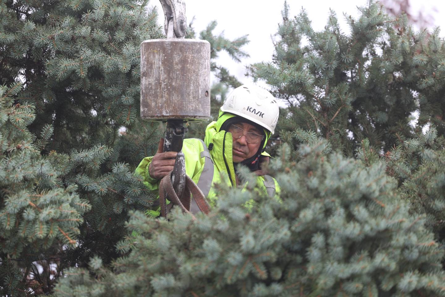 A worker unhooks the crane after the Joliet Christmas tree, chosen from a Plainfield resident, was loaded on a truck on Friday.