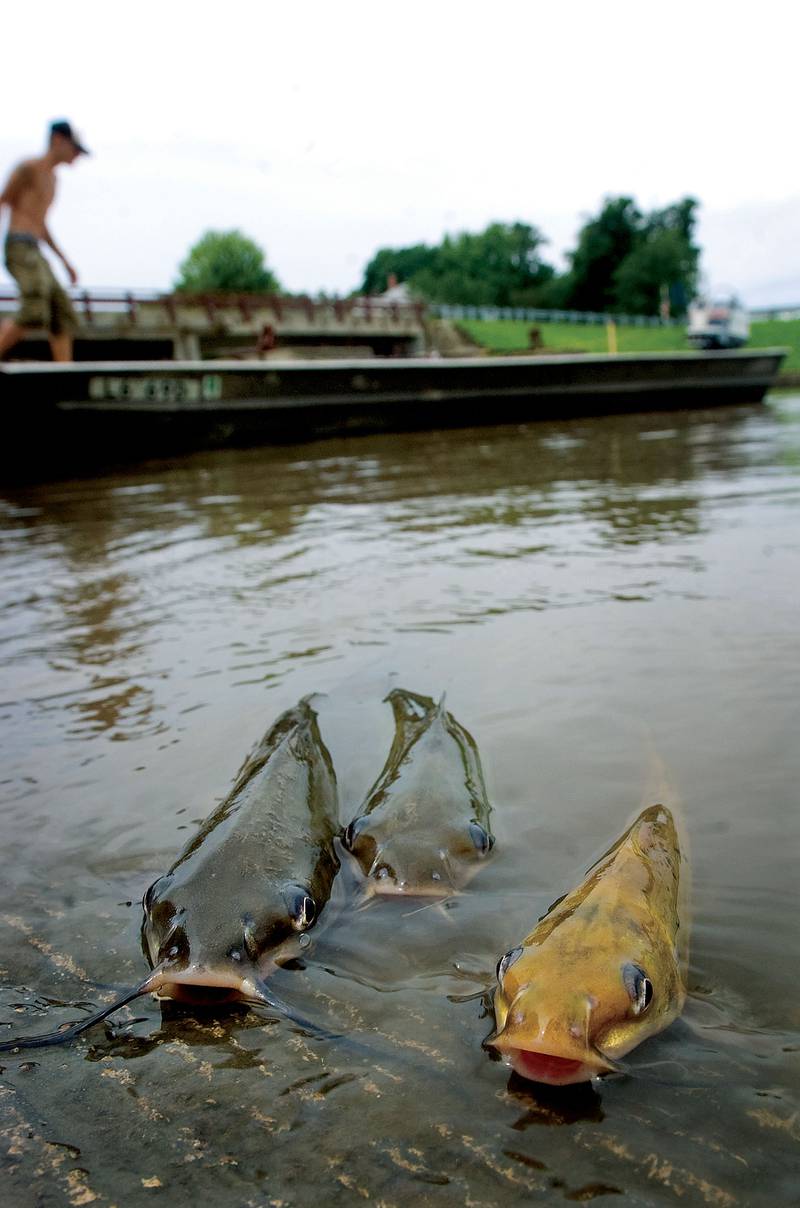 Gasping for oxygen, three catfish come to the surface at the Arduini boat ramp in Rock Falls amid a massive fish kill sweeping through the Rock River in 2009