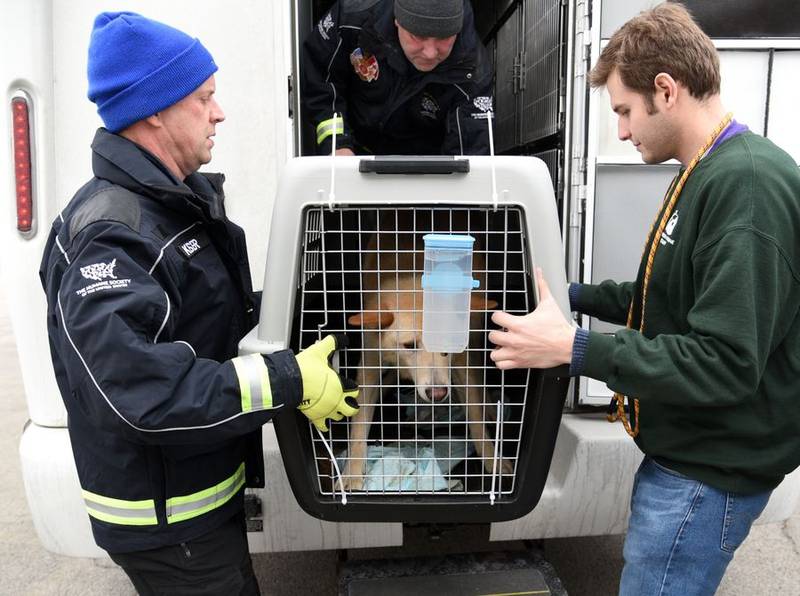 Anderson Humane staff member Bradford Jensen, right, helps Humane Society rescue officers unload Saturn, one of three dogs brought to South Elgin after being rescued from a South Korean dog meat farm.