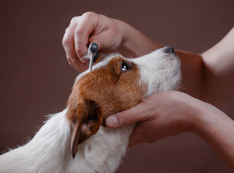 Cedar Lane Kennels - Brush Away Pests: A Guide For Grooming Your Dog