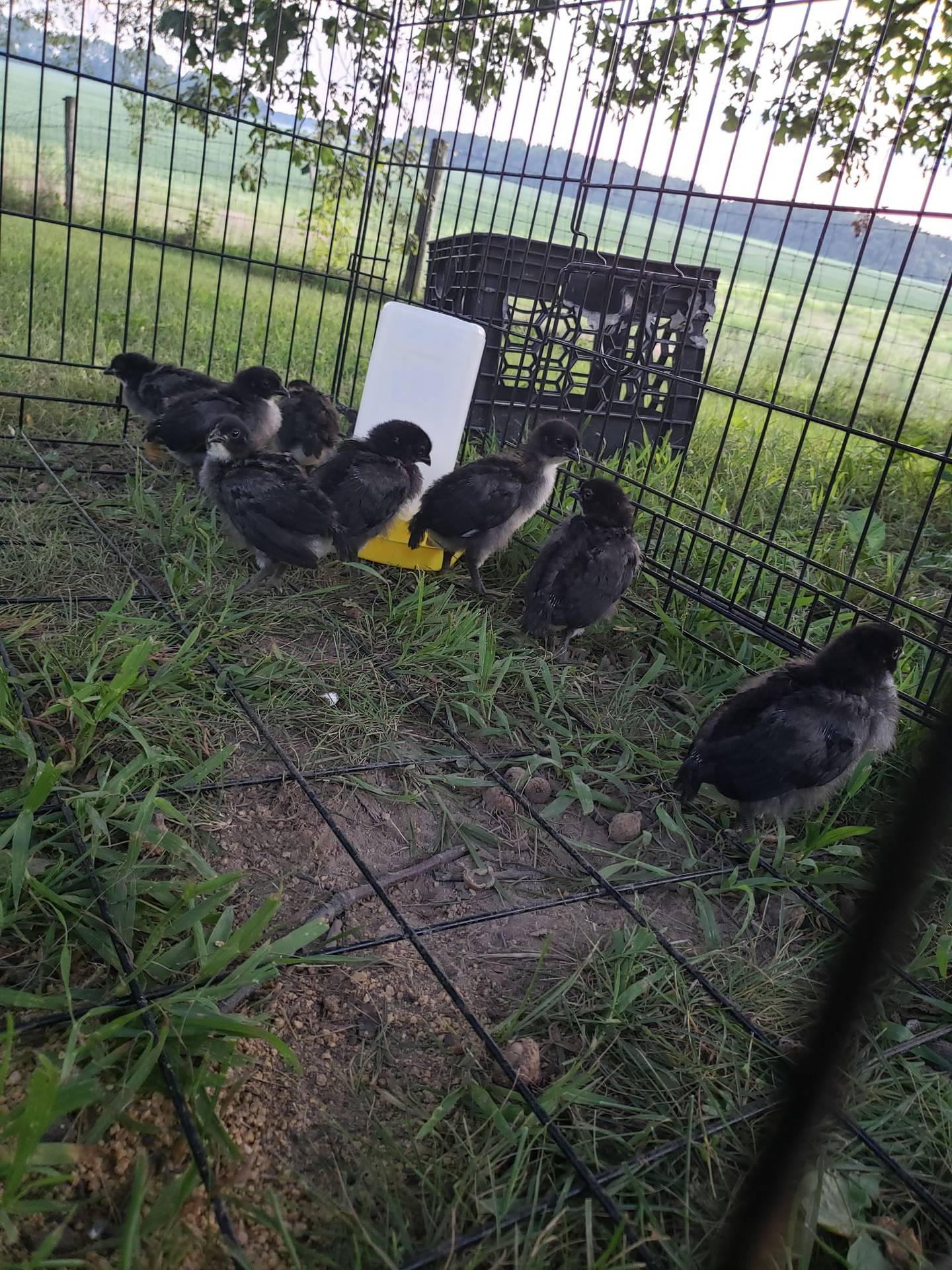 Chickens may go outside when they are fully featured, at approximately 9 weeks of age. Nola Mata of Braidwood and formerly of Wilmington, raised chickens in her backyard from 2014 to 2021. She felt the eggs looked and tasted fresher than store-bought eggs and her young sons loved the experience.