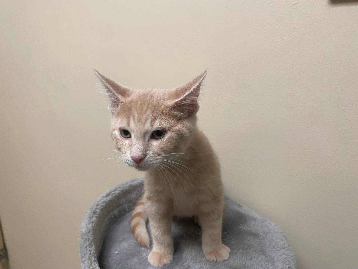 Tag is a 10-week-old domestic shorthair. He is very energetic and loves to play. Tag is very curious and affectionate. For more information on Tag, including adoption fees please visit justanimals.org or call 815-448-2510.