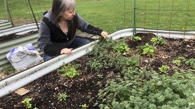 Community gardens in McHenry County emphasize community: Where plots are available this spring