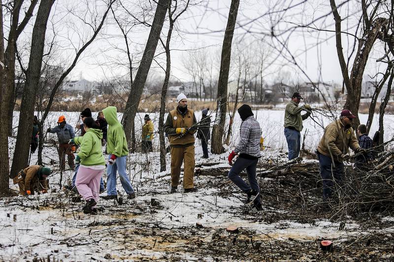 Volunteers work at Rock Run Forest Preserve in Joliet on Monday. Volunteers helped  remove brush as part of the Martin Luther King Jr. Day of Service.