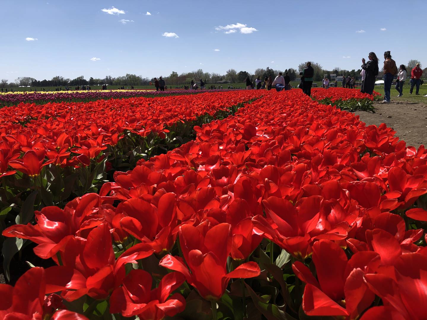 These deep red tulips are among those blooming on Sunday, April 21, 2024 at the Richardson Adventure Farm near Spring Grove. They are closed on Mondays but the tulip festival remains open as long as the flowers are in bloom. These deep red tulips are among those blooming on Sunday, April 21, 2024 at the Richardson Adventure Farm near Spring Grove. They are closed on Mondays but the tulip festival remains open as long as the flowers are in bloom.