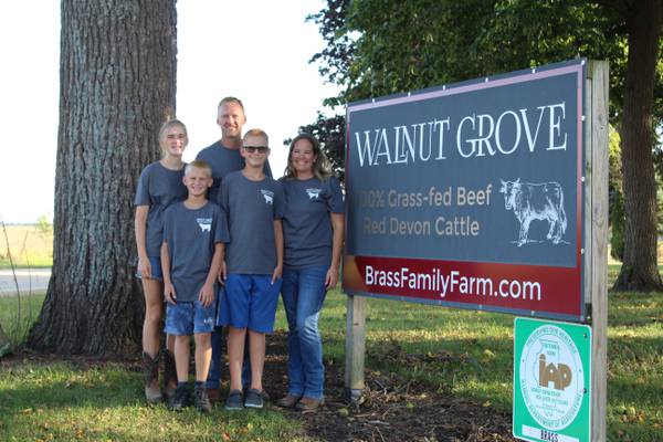Grazing in the Brass in Stillman Valley