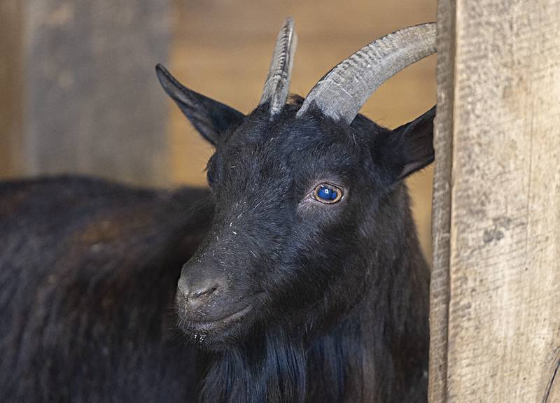 Boo, a Pygmy pokes around the barn at the Sterling farm Tuesday, June 6, 2023.
