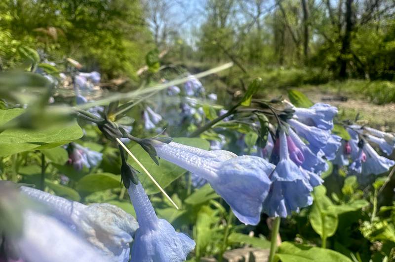 Virgina bluebells bloom on the trailhead to Illinois Canyon on Friday, April 19, 2024 at Starved Rock State Park.