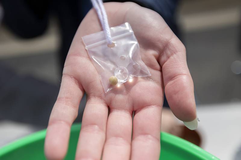 The seed pack will help kids learn about germination  during the Thursday, May 7, 2026, Farmapalooza.