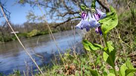 Master Naturalists offer bat listening hike at Dayton Bluffs