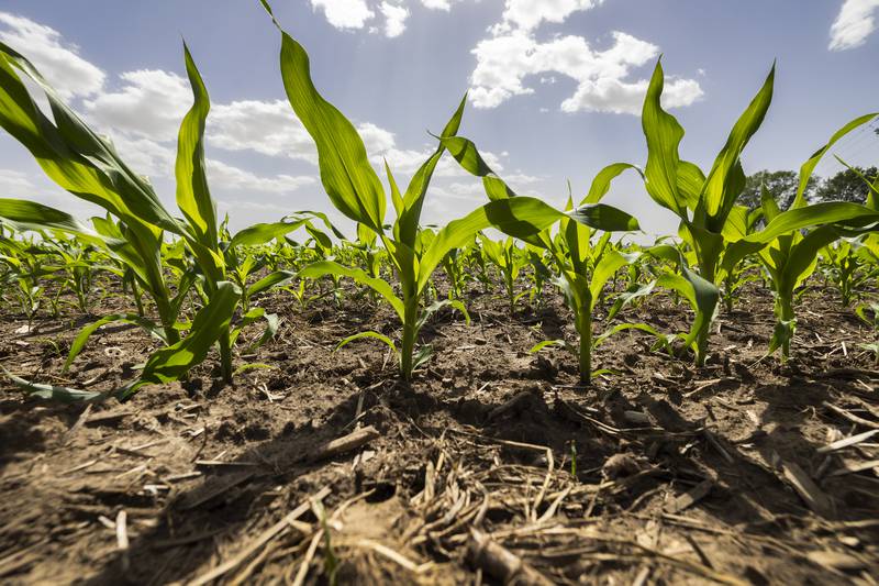The program will use the land to grow corn and test different seed varieties along with providing a place for important hands-on training.