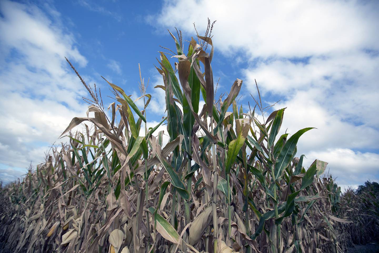 Reduced corn yield along field edges can be associated with the effect of incoming winds on the microclimate within the field.